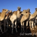 camel_embaba_cai_h_0032_egy0295.jpg